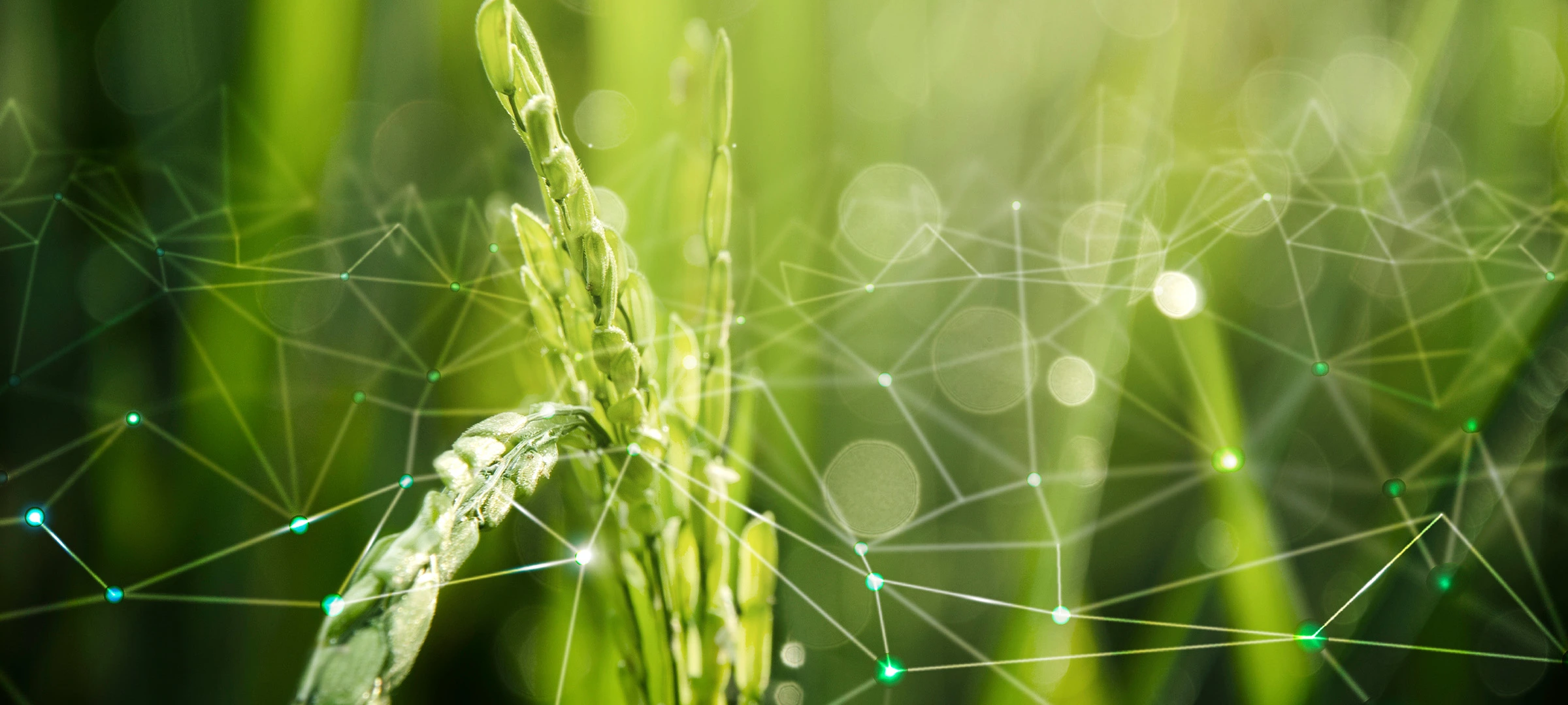 Green crop close-up with digital network overlay, symbolising FarmTech innovation and data-driven delivery models.